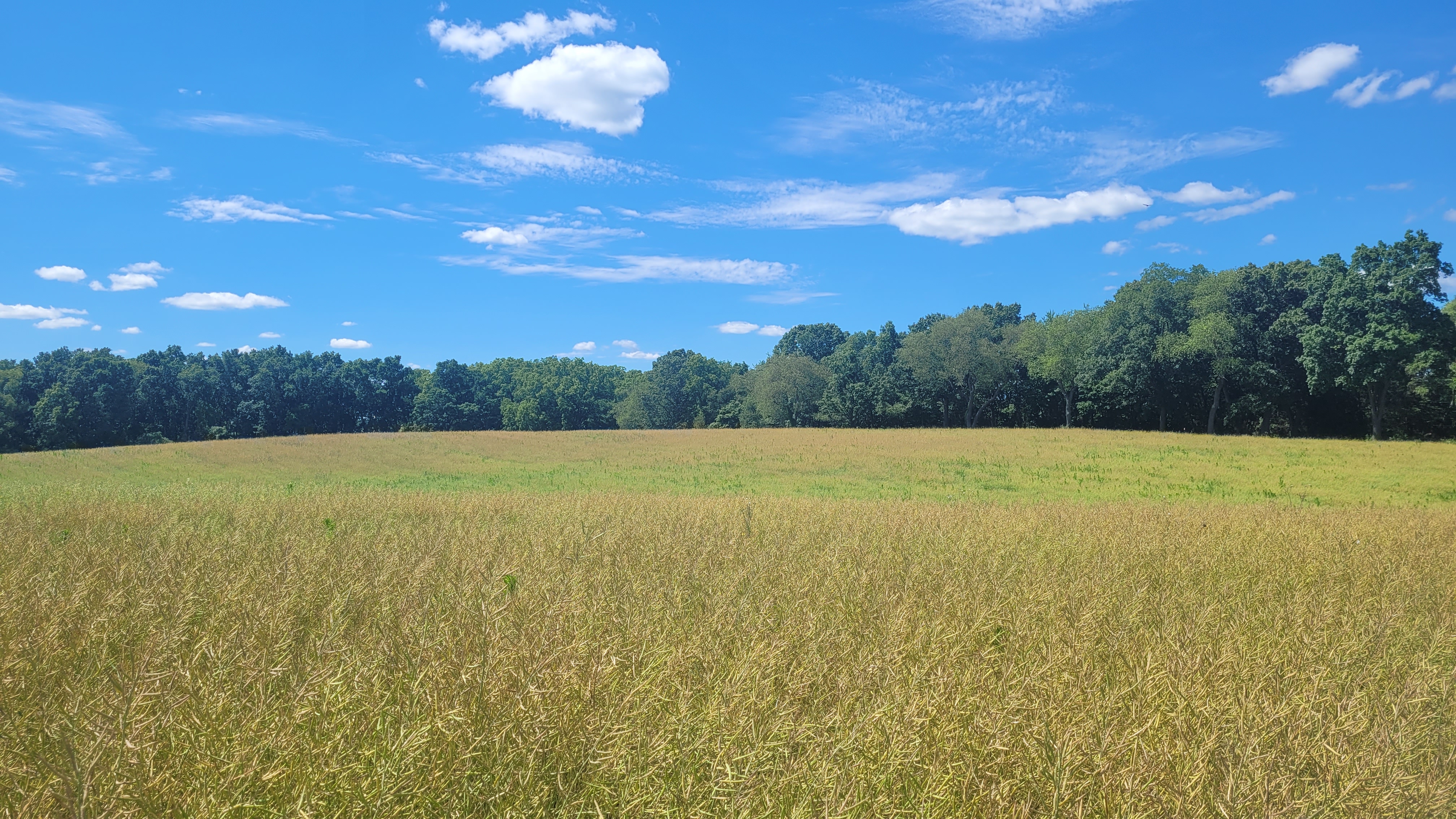 Canola field post pollination.jpg